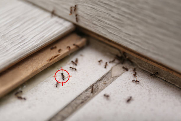 Best Pest Control Near Me  in Forestville, CA