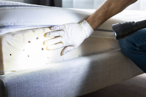Best Exterminator Services  in Forestville, CA