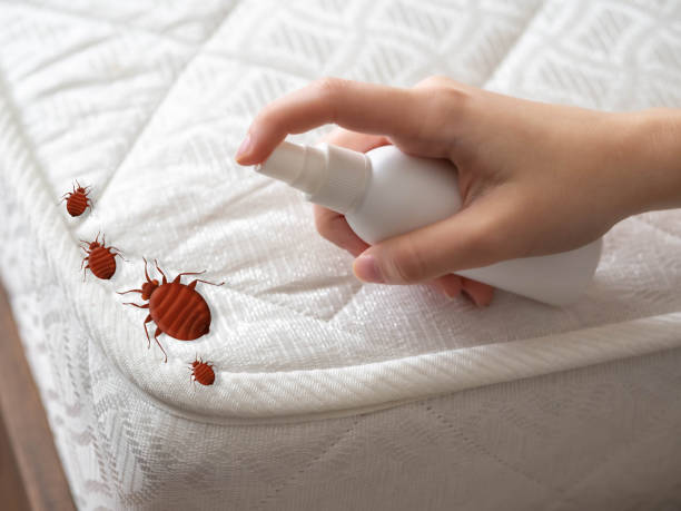 Best Affordable Pest Control Services  in Forestville, CA