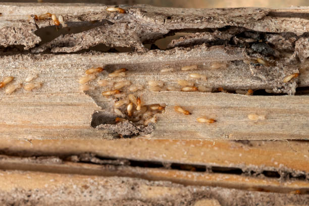 Forestville, CA Pest Control Company