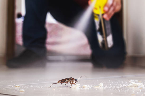 Best Pest Control Treatment  in Forestville, CA