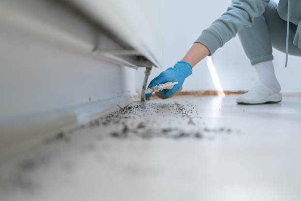 Best Local Pest Control Services  in Forestville, CA
