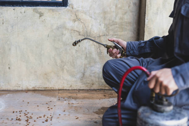Wasp Removal Services in Forestville, CA